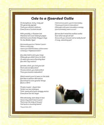 Ode to a Bearded Collie