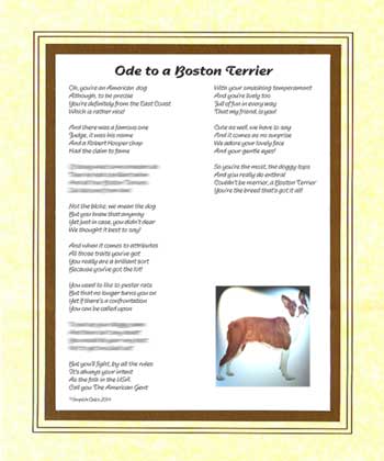 Ode to a Boston Terrier