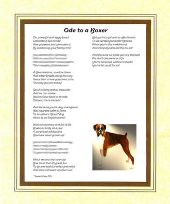Ode to a Boxer Dog