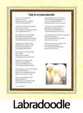 Click Here to View Labradoodle Ode