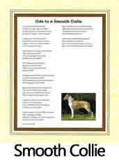 Click Here to View Smooth Collie Ode