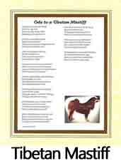 Click Here to View Tibetan Mastiff Ode