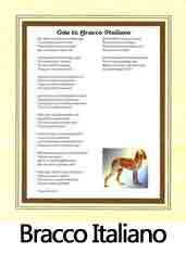 Click Here to View Bracco Italiano Ode