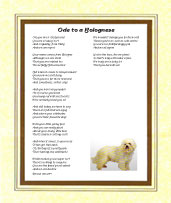 Bolognese  - Click here for more details